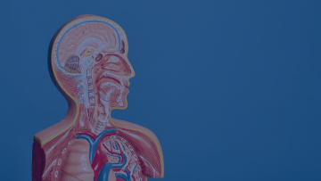 Kurs anatomii prosektoryjnej dla Studentów i Absolwentów fizjoterapii