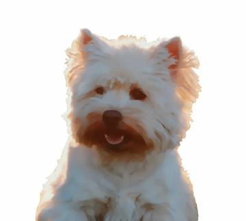 Miłosz Cichoszewski