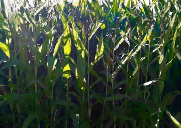 Dominik Kabat, Kukurydza