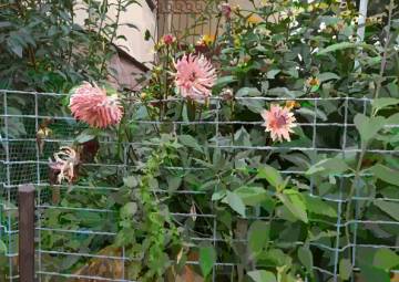 Dominik Kabat, Ogródek